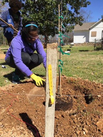 Micah Stallworth gets down to business planting an apple tree as Emily Johnson looks on.