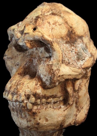 Little Foot's skull, after being painstakingly removed from hard-to-work-with rock called breccia.